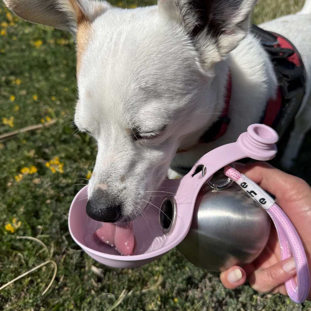 BuddyPup | Water & Snack Bowl